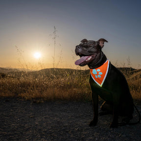 Large Hi-Vis Orange Reflective Dog Bandana Prismra